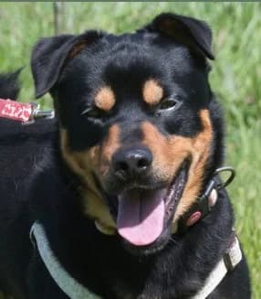 Calvin, ein sanfter Freund, male Mixed Breed for adoption at Petsearch.ch, Zurich