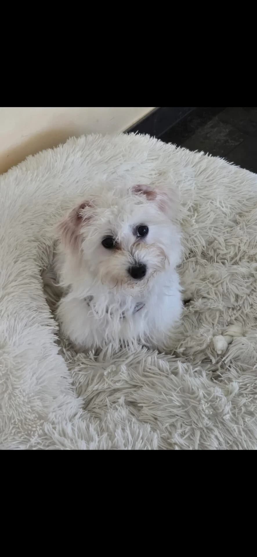 Bichon Frisé Welpen zu verkaufen – liebevoll aufgezogen,  Mixed Breed for adoption at Petsearch.ch, Zurich
