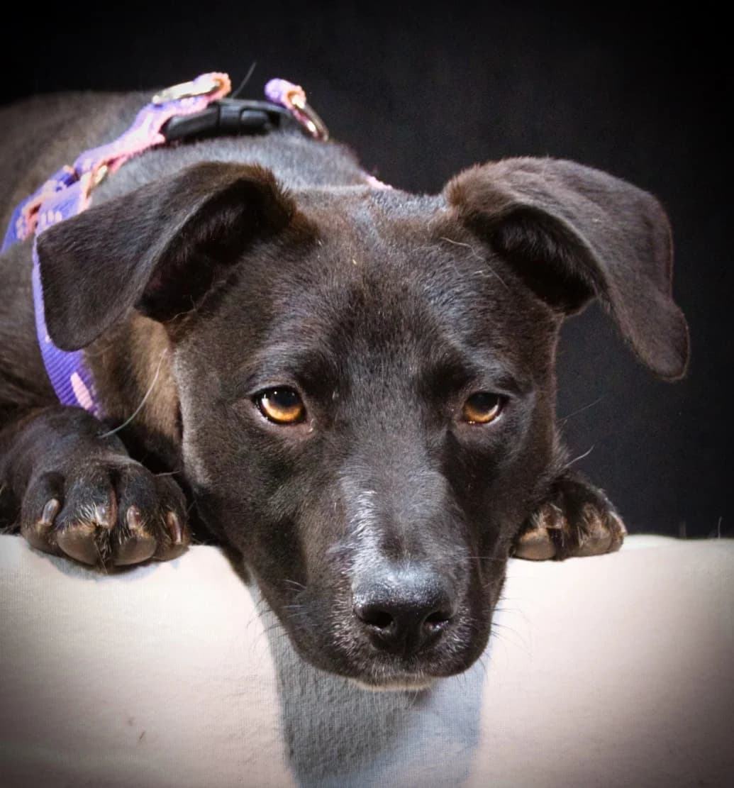 Acasia – ein zartes Mädchen, Mixed Breed (Petsearch.ch)