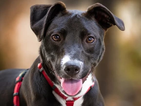 Casia – eine kleine Entdeckerin, female Mixed Breed for adoption at Petsearch.ch, Zurich