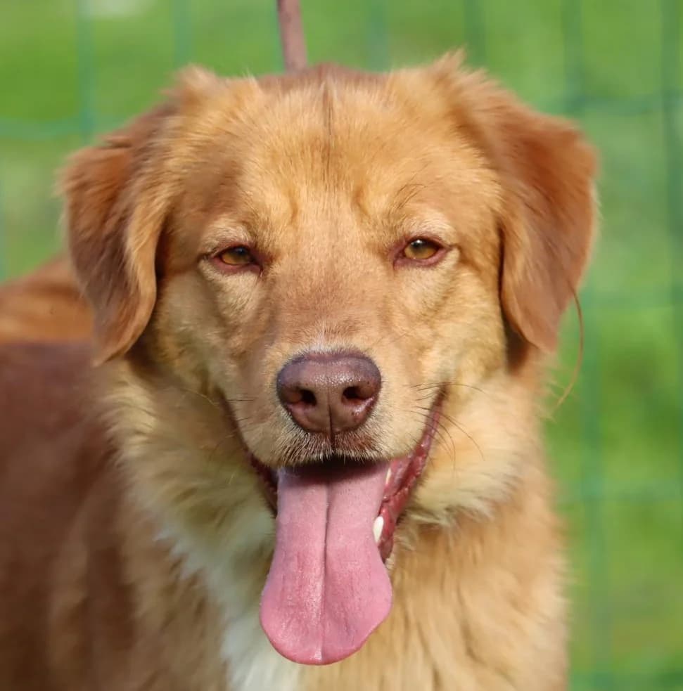 Barro – voller Leben und Herzenswärme, male Mixed Breed for adoption at Petsearch.ch, Zurich
