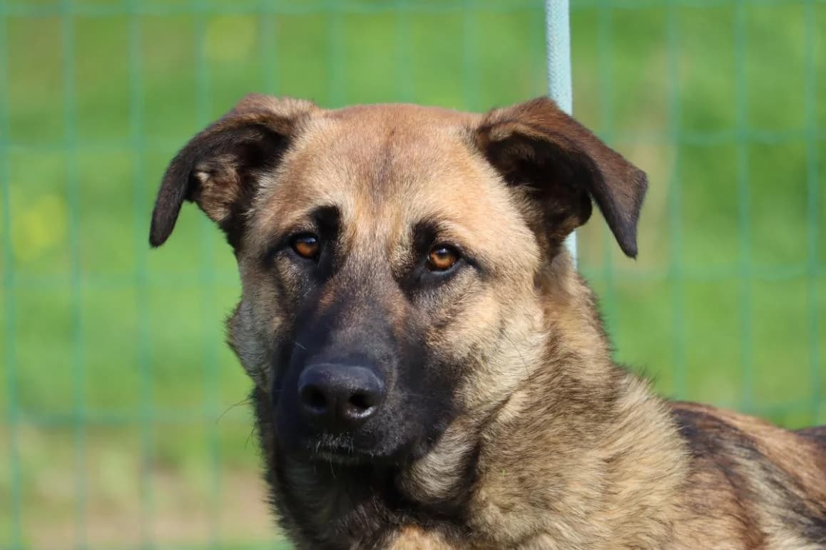 Portos – sanfter Freund sucht Vertrauen, male Mixed Breed for adoption at Petsearch.ch, Zurich