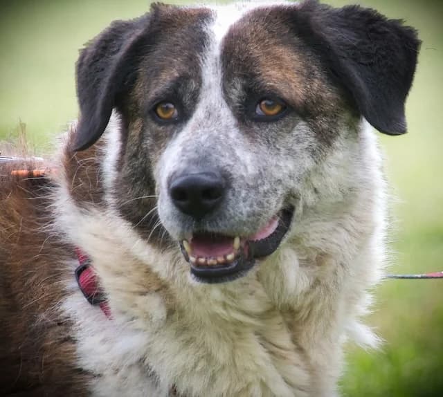 Marilu – voller Liebe, female Mixed Breed for adoption at Petsearch.ch, Zurich