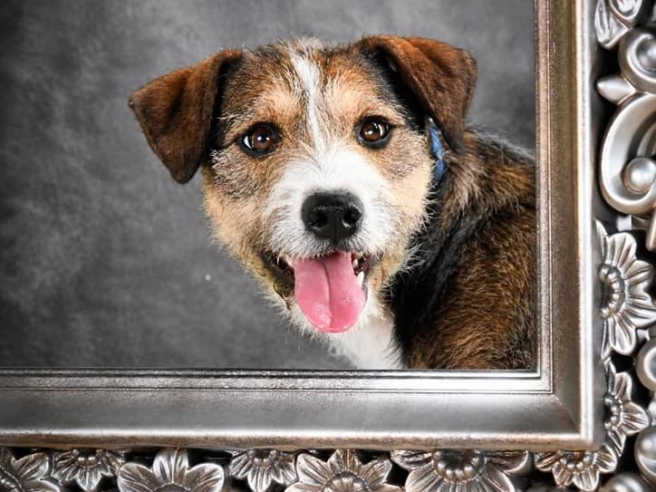 Tina – die kleine Chefin, female Mixed Breed for adoption at Petsearch.ch, Zurich