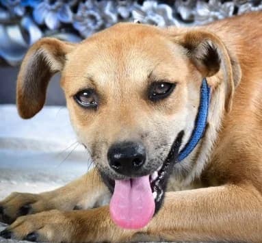 Titus – ein sensibler Hundebub, male Mixed Breed for adoption at Petsearch.ch, Zurich