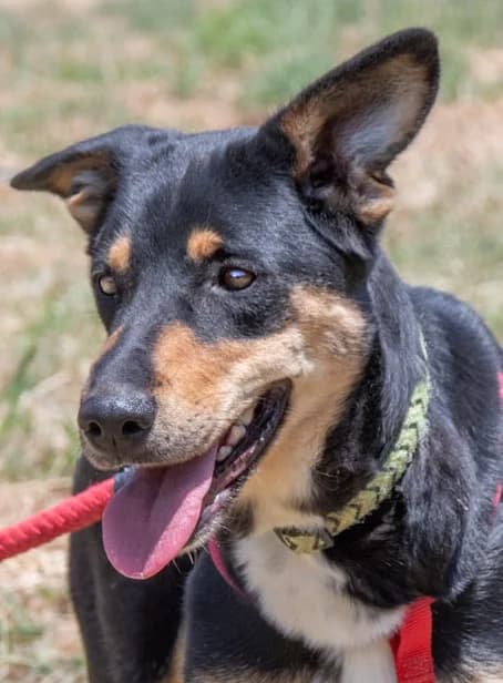 Rosa – eine tolle Hündin, female Mixed Breed for adoption at Petsearch.ch, Zurich