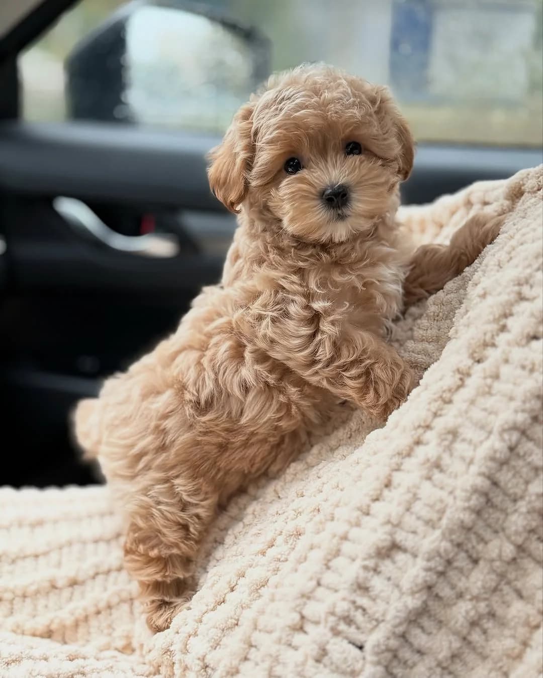 Maltipoo-Welpen (Vera/Tino), Mixed Breed (Petsearch.ch)