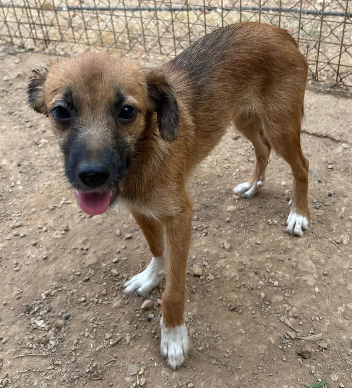 Junghund Nicki, male Mixed Breed for adoption at Petsearch.ch, Zurich