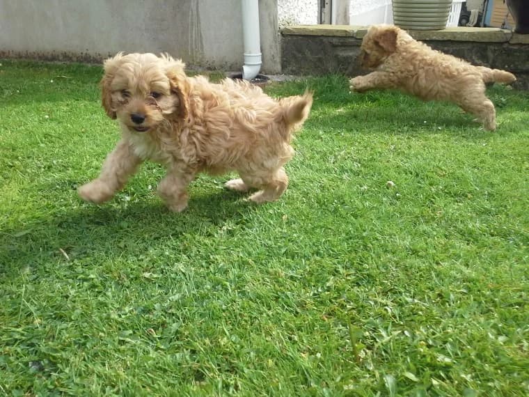 Cavapoo-Welpen (Lulu/Henn), female Mixed Breed for adoption at Petsearch.ch, Zurich
