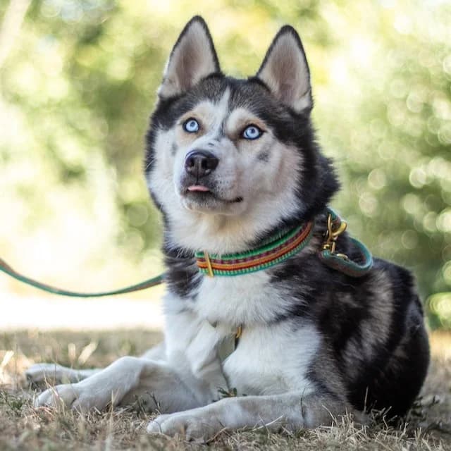 ULF, aktiver Hundemann, ca. 6 Jahre, 52cm, 25kg, male 3yo Mixed Breed for adoption at Petsearch.ch, Zurich