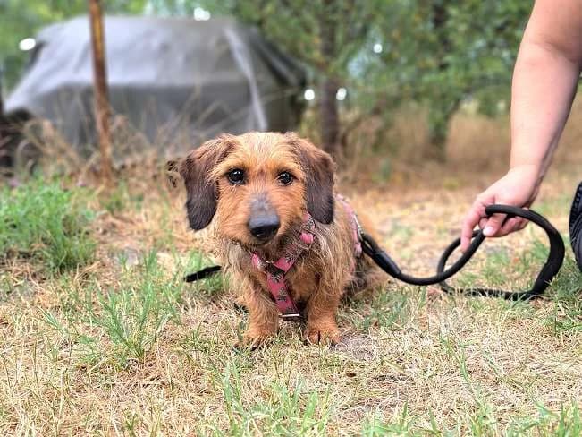 LILITH, entzückende Hundedame, ca. 9 Jahre, 25cm, 8,5kg, female 3yo Mixed Breed for adoption at Petsearch.ch, Zurich