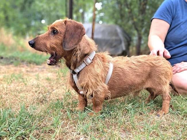 TAPPI, niedlicher Hundemann, ca. 9 Jahre, 25cm, 9,3kg, male 3yo Mixed Breed for adoption at Petsearch.ch, Zurich