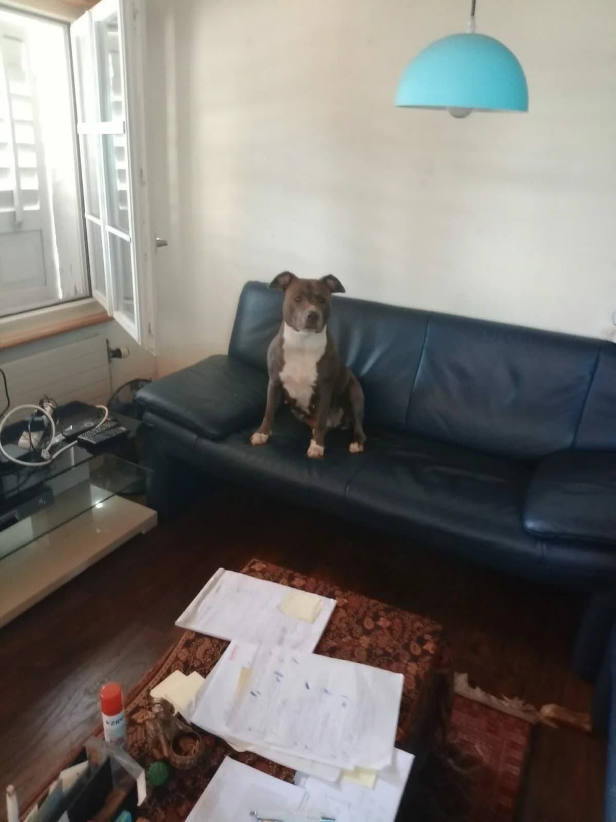 4 jährige Amstaff mischlings Hündin intakt, Mixed Breed (Petsearch.ch)