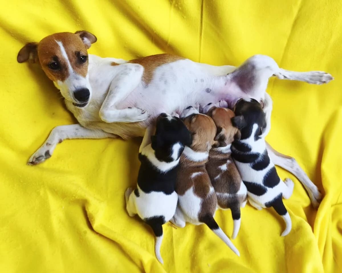 Wunderschöne Jack Russell Welpen aus CH-Zucht, female young Mixed Breed for adoption at Petsearch.ch, Zurich