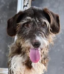 Pirata – tapferer Dreibeiner sucht sein Für-Immer-Zuhause, male Mixed Breed for adoption at Petsearch.ch, Zurich