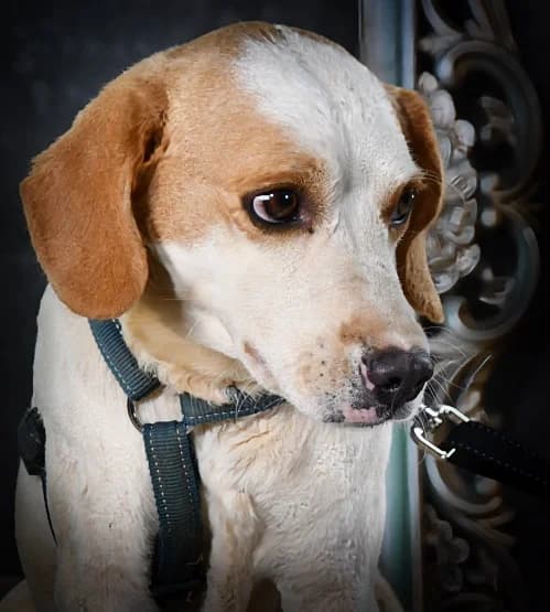 Capper – eine sanfte Seele, male young Mixed Breed for adoption at Petsearch.ch, Zurich