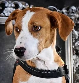 Lana – Pfote sucht Hand, female young Mixed Breed for adoption at Petsearch.ch, Zurich
