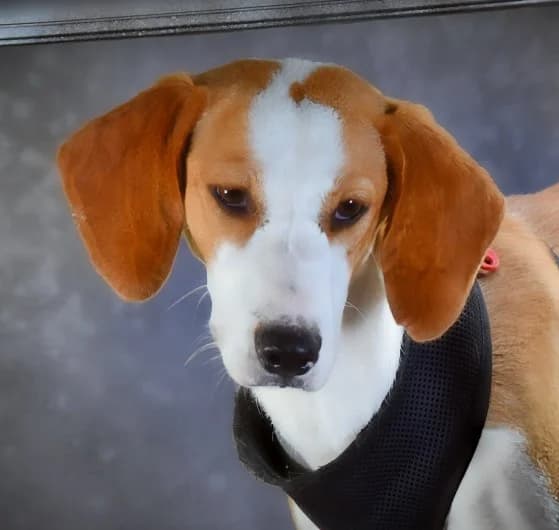 Laranja – Sonnenschein auf vier Pfoten, female young Mixed Breed for adoption at Petsearch.ch, Zurich