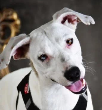 Lavanda – sucht ihr Glück, female young Mixed Breed for adoption at Petsearch.ch, Zurich