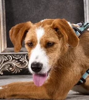 Lichia – treue Seele, female young Mixed Breed for adoption at Petsearch.ch, Zurich