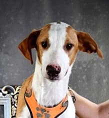 Limao – sucht seine Menschen, male young Mixed Breed for adoption at Petsearch.ch, Zurich