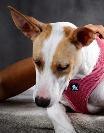 Lupita – gute Laune auf vier Pfoten, female young Mixed Breed for adoption at Petsearch.ch, Zurich