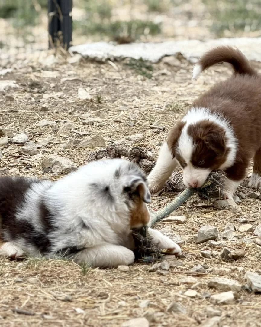 Australian Shepherd Welpen, female puppy Mixed Breed for adoption at Petsearch.ch, Zurich
