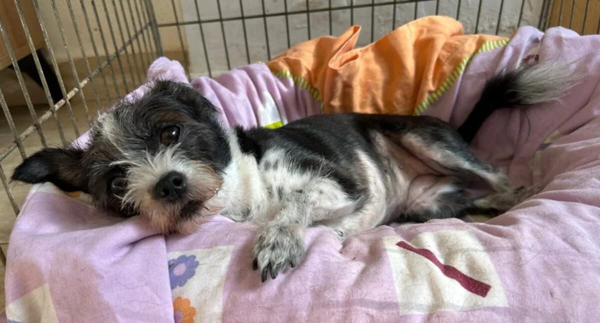 Zierliche Odette, female young Mixed Breed for adoption at Petsearch.ch, Zurich