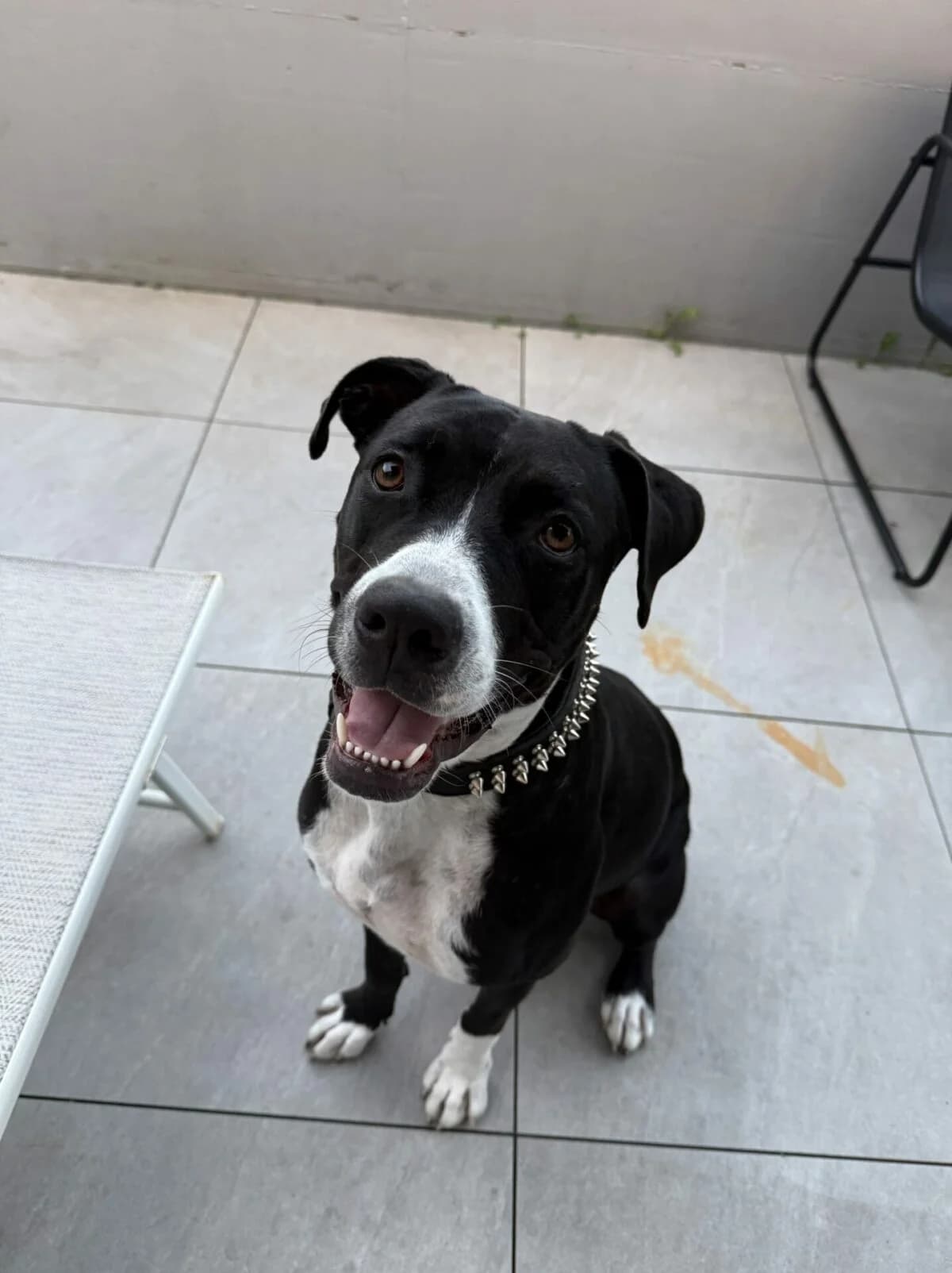 Verschmuste, Ruhige Mischlingshündin, Mixed Breed (Petsearch.ch)