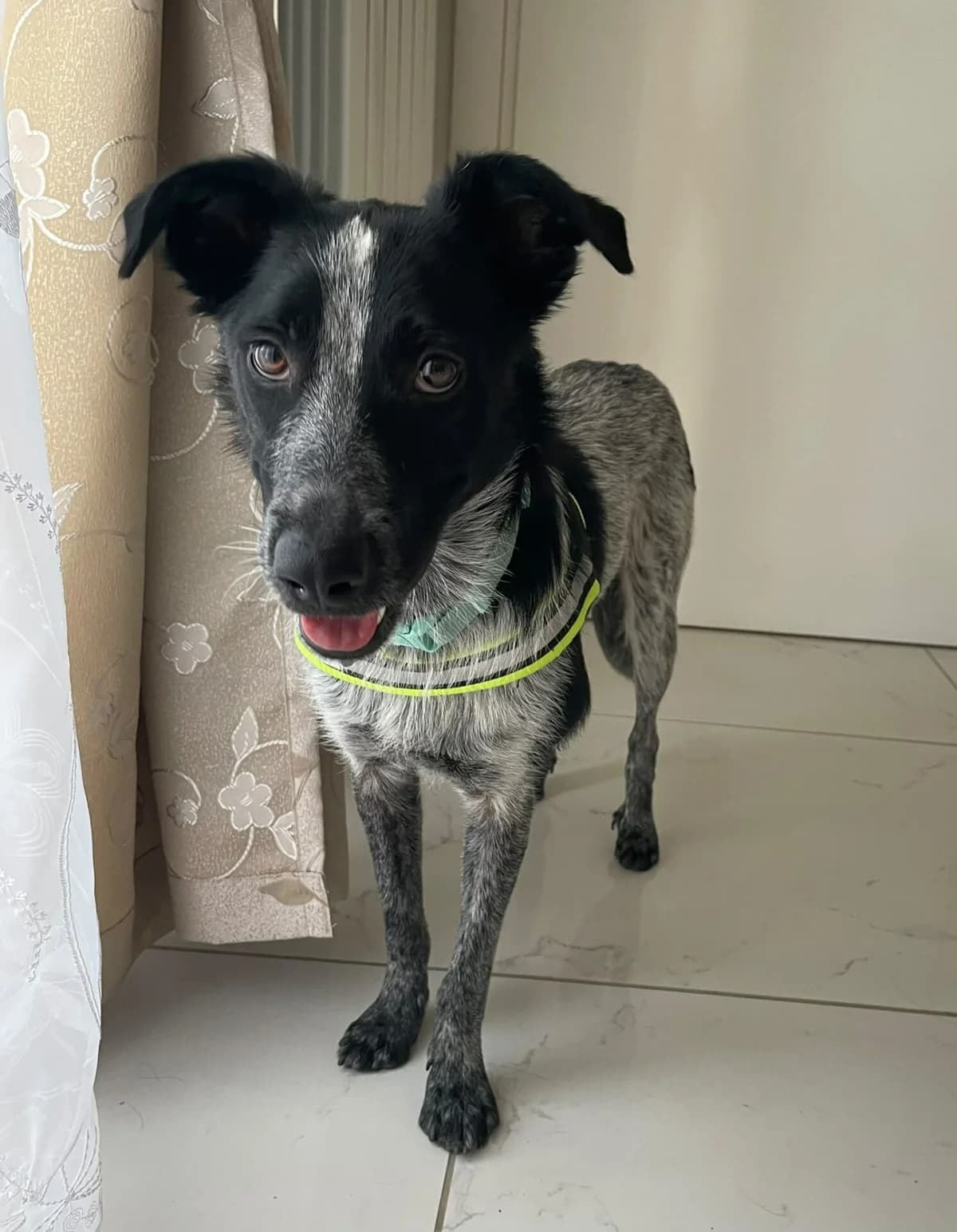 Lenny – Sanfter Streuner sucht sein Für-Immer-Zuhause, male young Mixed Breed for adoption at Petsearch.ch, Zurich