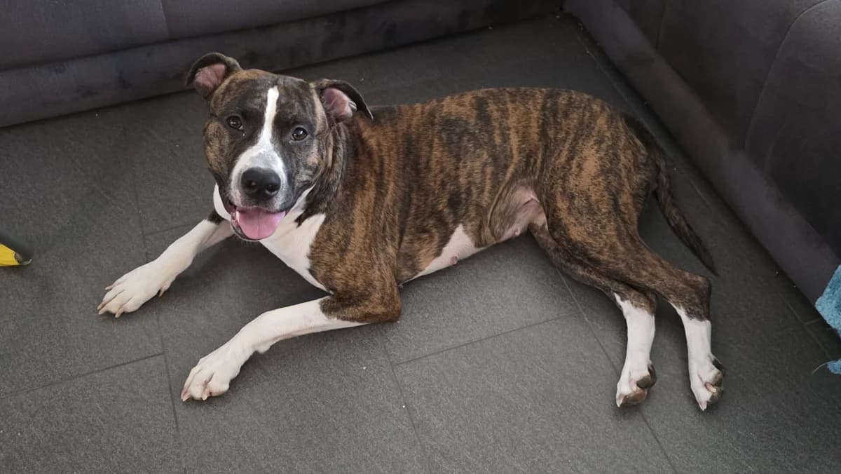 American Staffordshire Terrier-Hündin, female puppy Mixed Breed for adoption at Petsearch.ch, Zurich