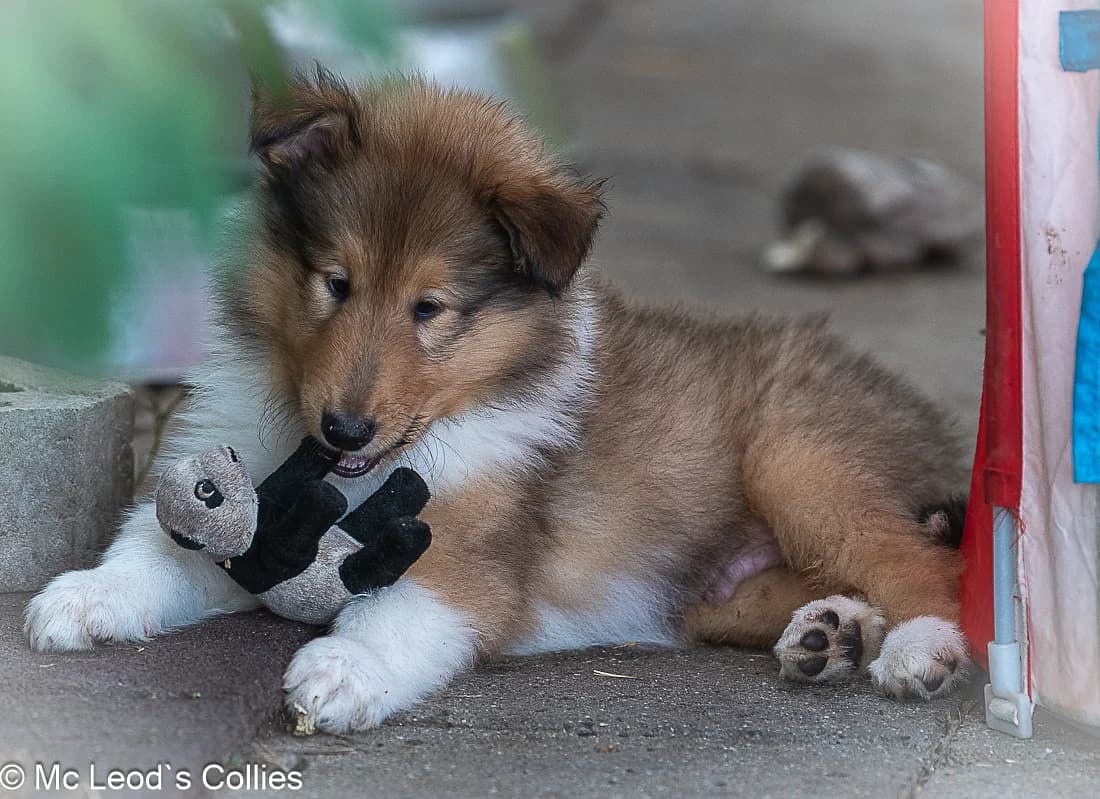 Wunderschöner CollieWelpe, male puppy Mixed Breed for adoption at Petsearch.ch, Zurich