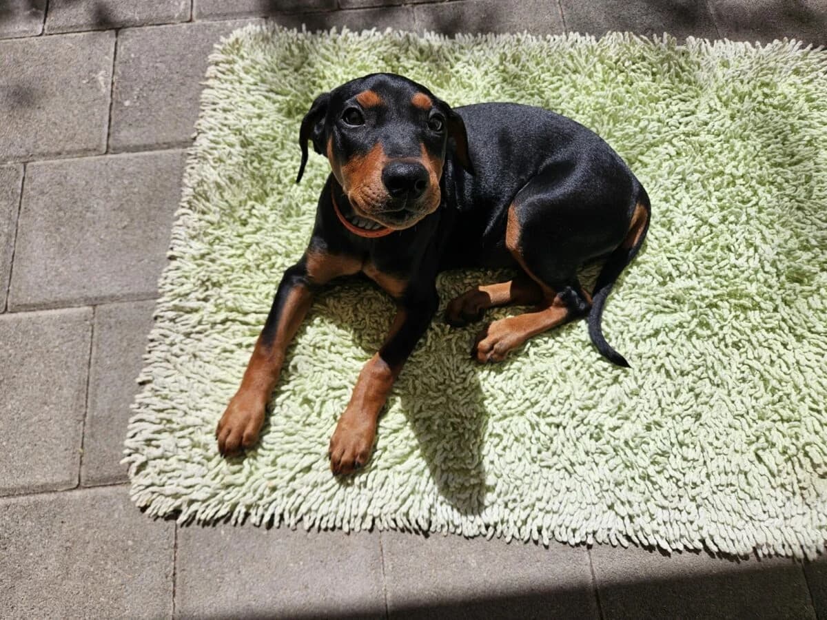 Deutscher Pinscher Welpe, female 3yo Mixed Breed for adoption at Petsearch.ch, Zurich