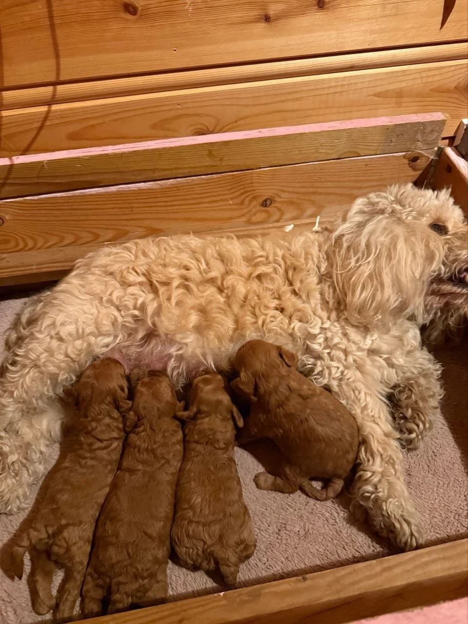 Cockapoo, female puppy Mixed Breed for adoption at Petsearch.ch, Zurich