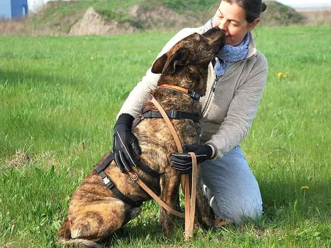 FOLTOS, dynamischer Mischlingsrüde, ca. 5 Jahre, 64cm, 29,5kg, female 3yo Mixed Breed for adoption at Petsearch.ch, Zurich