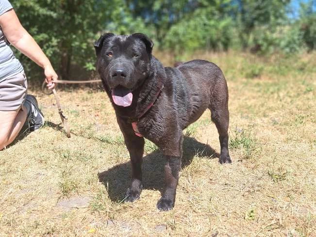 ATHENA, liebenswerte Mischlingshündin, ca. 4 Jahre, 47cm, 27kg, female 3yo Mixed Breed for adoption at Petsearch.ch, Zurich