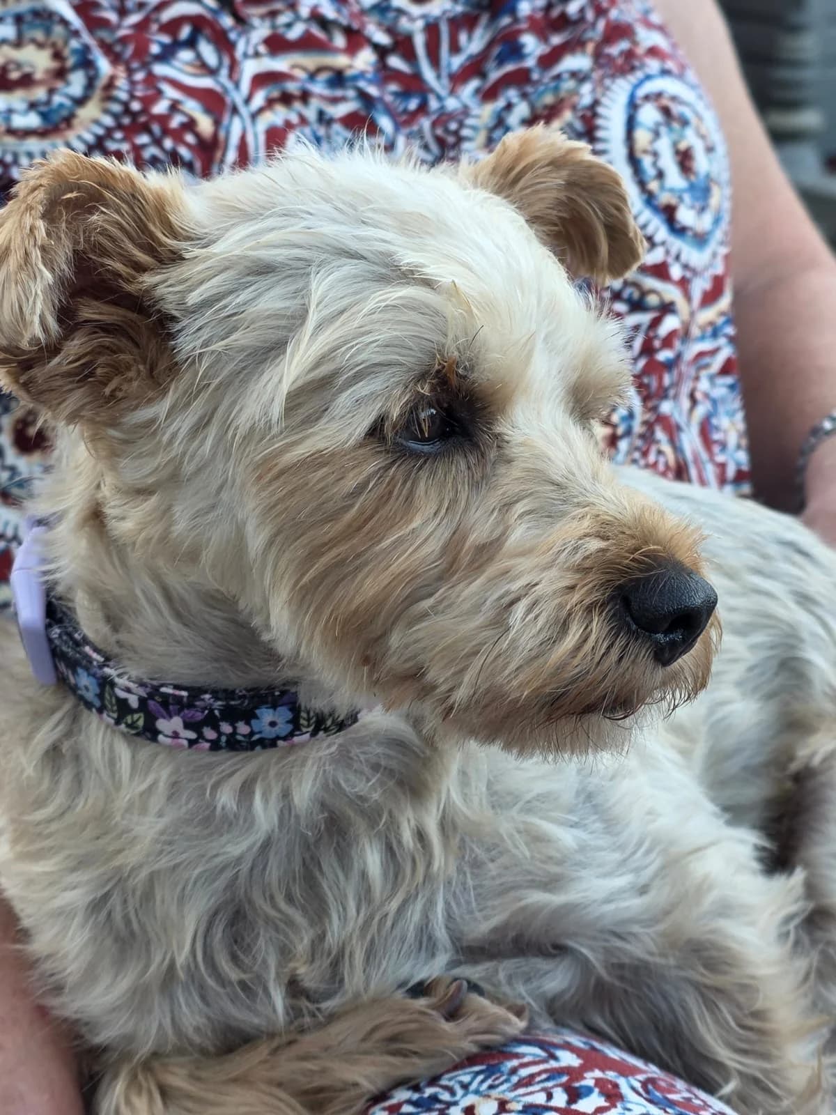 LUCY bezaubernde kleine Hundedame, ca. 6 Jahre,30cm,4kg, female young Mixed Breed for adoption at Petsearch.ch, Zurich