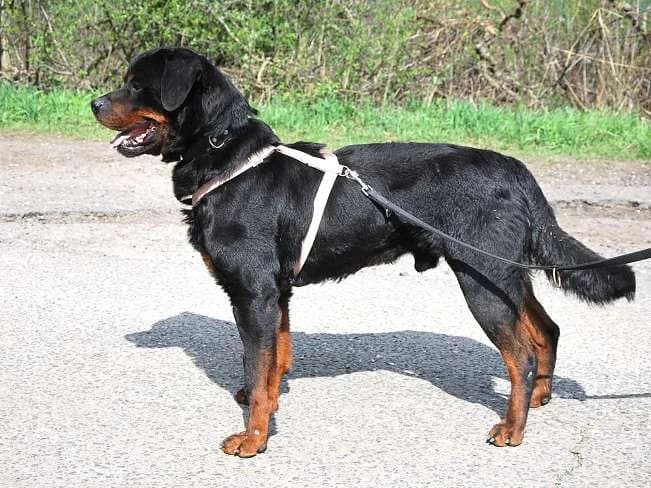 BORIS, verschmuster Hundemann, ca. 8 Jahre, 60cm, 34,5kg, female 3yo Mixed Breed for adoption at Petsearch.ch, Zurich