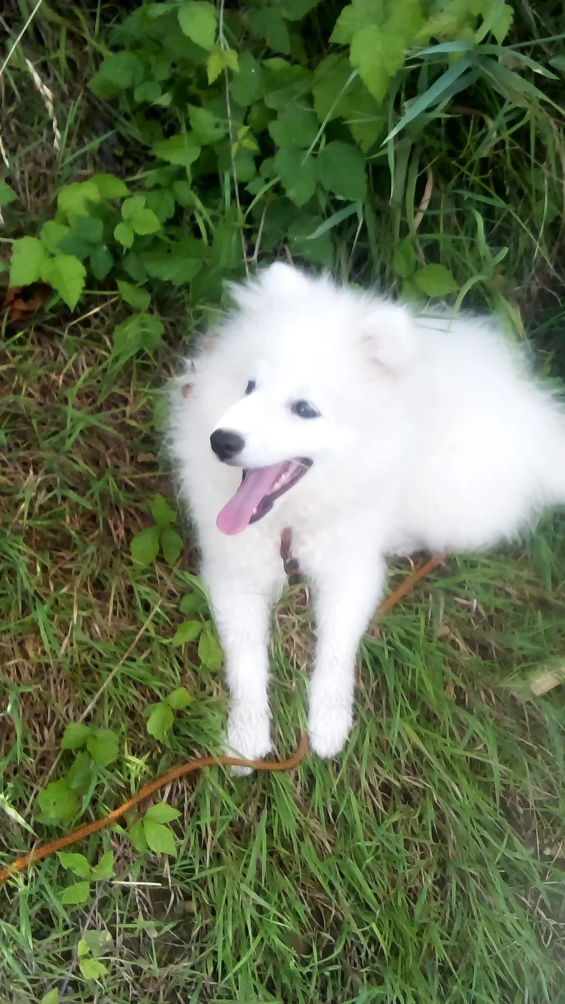Japanspitz Welpen, male young Mixed Breed for adoption at Petsearch.ch, Zurich