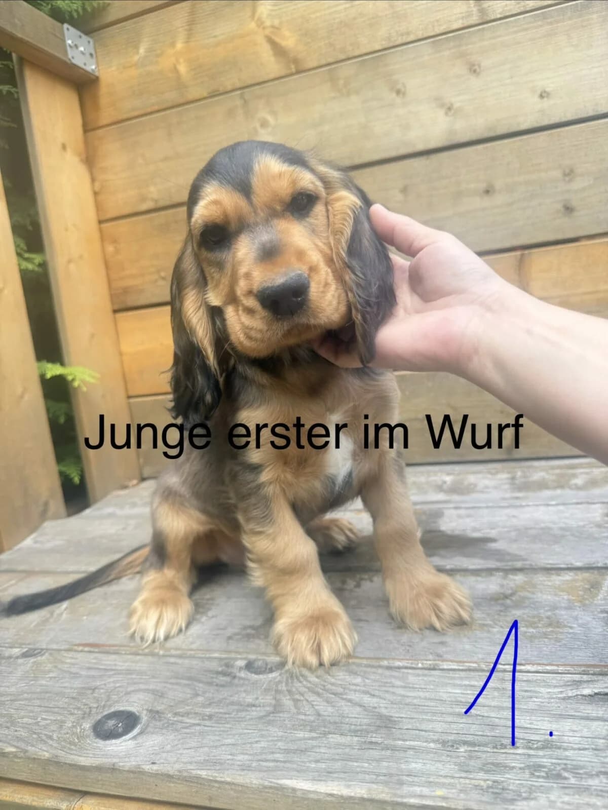 Welpe, female puppy Mixed Breed for adoption at Petsearch.ch, Zurich
