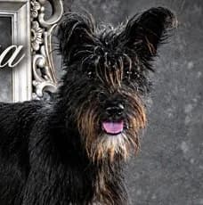 Formiga – ein lustiger Bursche, male young Mixed Breed for adoption at Petsearch.ch, Zurich