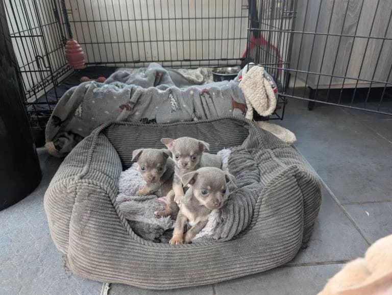 Chihuahua Welpen zu verkaufen, male puppy Mixed Breed for adoption at Petsearch.ch, Zurich