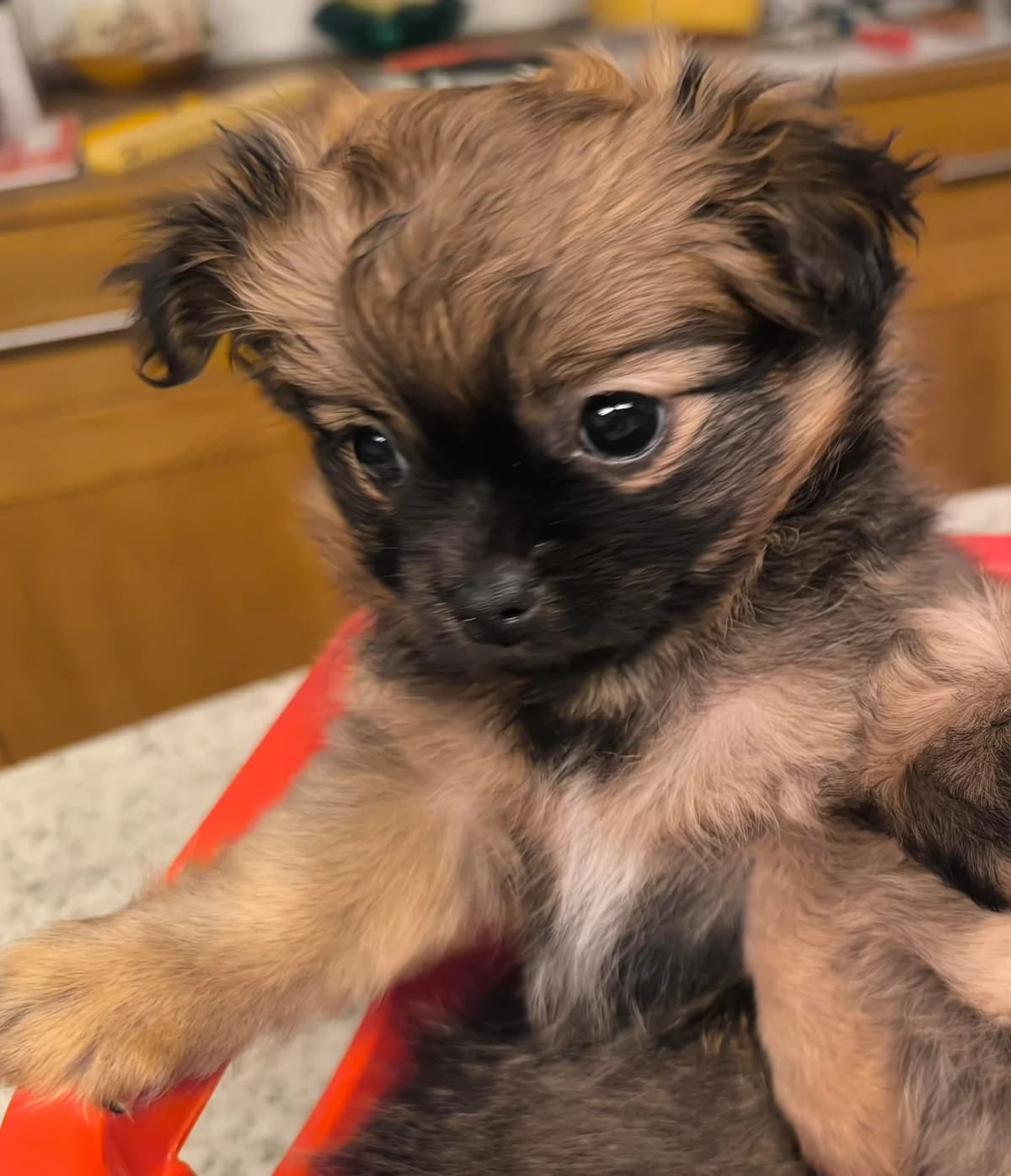 Pomchi Welpe, creme female puppy Mixed Breed for adoption at Petsearch.ch, Zurich