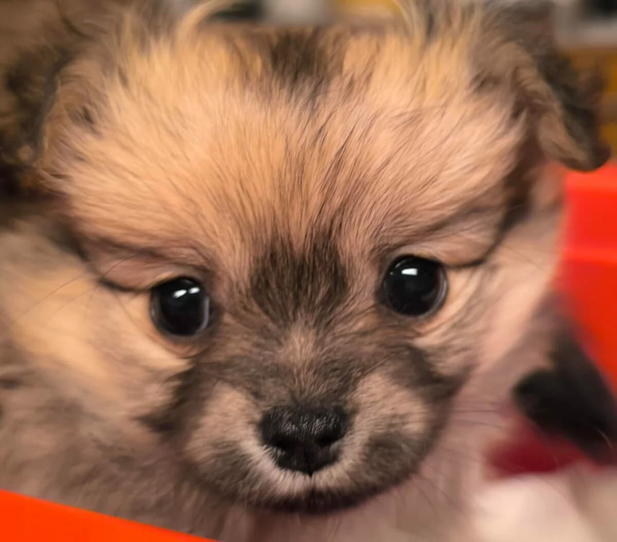 Pomchi Welpe, creme female puppy Mixed Breed for adoption at Petsearch.ch, Zurich