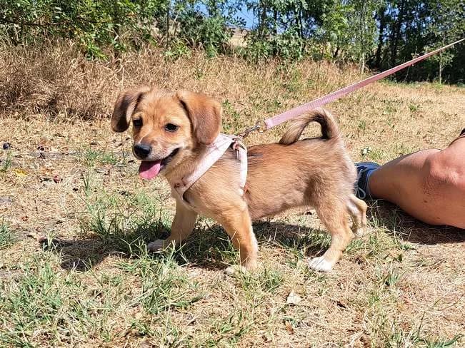 AZURA, quirliges Mischlingsmädchen, ca. 3,5 Monate, 25cm, 3,8kg, female 3yo Mixed Breed for adoption at Petsearch.ch, Zurich