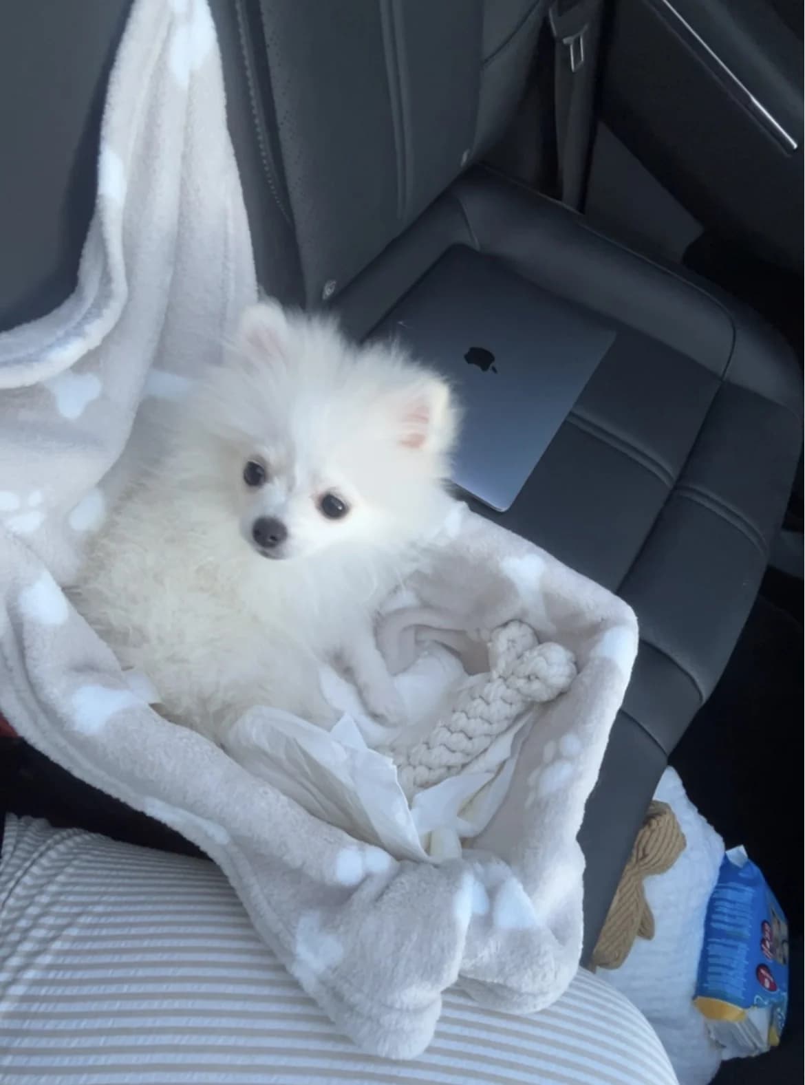 Pomeranian / Zwergspitz, female puppy Mixed Breed for adoption at Petsearch.ch, Zurich