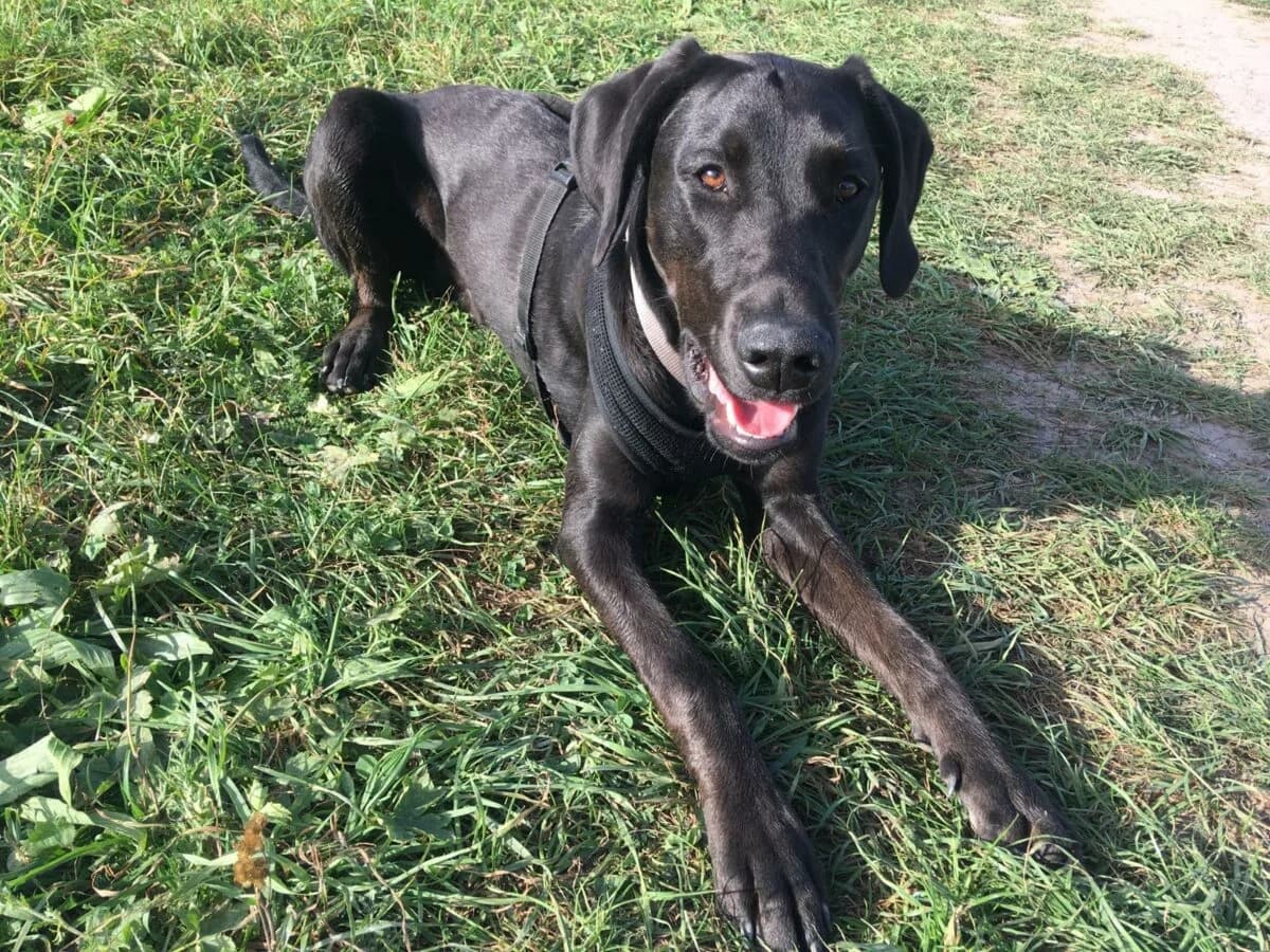 Monti sucht ein neues zuhause, female 3yo Mixed Breed for adoption at Petsearch.ch, Zurich