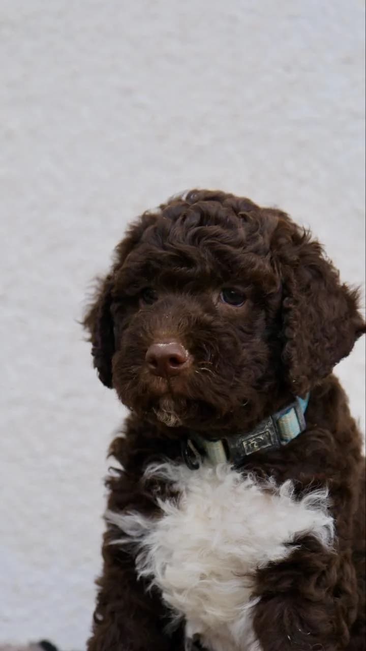 Lagotto Romagnolo Welpen – FCI/ENCI Pedigree, male puppy Mixed Breed for adoption at Petsearch.ch, Zurich