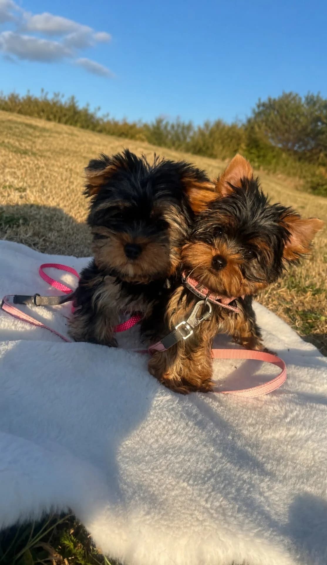 Yorkshire-Terrier-Welpen abzugeben, female puppy Mixed Breed for adoption at Petsearch.ch, Zurich