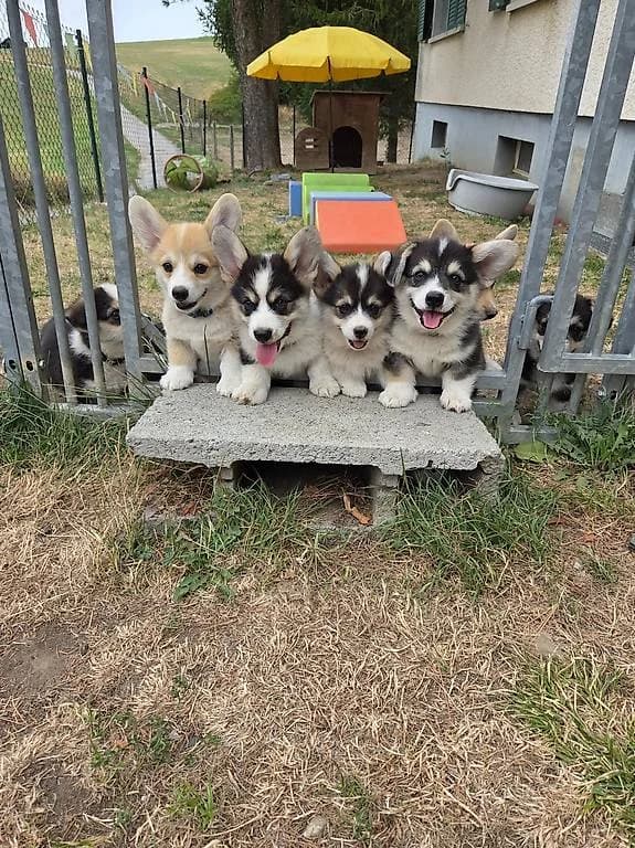 Welsh Corgi Pembroke zu verkaufen,  young Mixed Breed for adoption at Petsearch.ch, Zurich